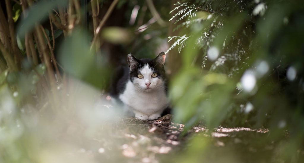 迷路的猫藏身之处