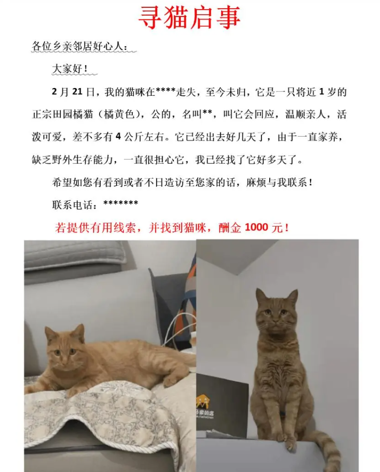 寻猫启事样板.png