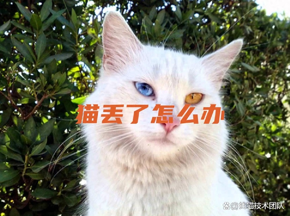 618c948aadcb4477a3fab0b6cfd07232~tplv-tt-origin-asy2_5aS05p2hQOaJvueMq-WboumYn-WuoOeJqeS-puaOog==.jpg