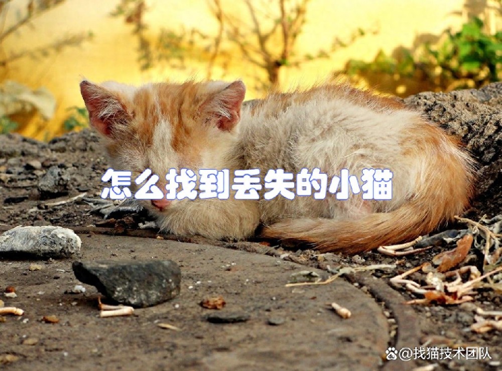 d9b4de0c111c4191ad0bb04b5cbf5589~tplv-tt-origin-asy2_5aS05p2hQOaJvueMq-WboumYn-WuoOeJqeS-puaOog==.jpg